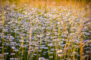 framedposter-print-a-field-full-of-camomile