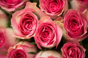 canvas-print-rose-love