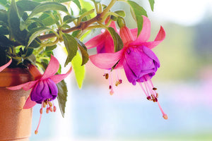canvas-print-the-fuchsias