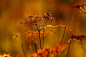 3-piece-canvas-print-seeds