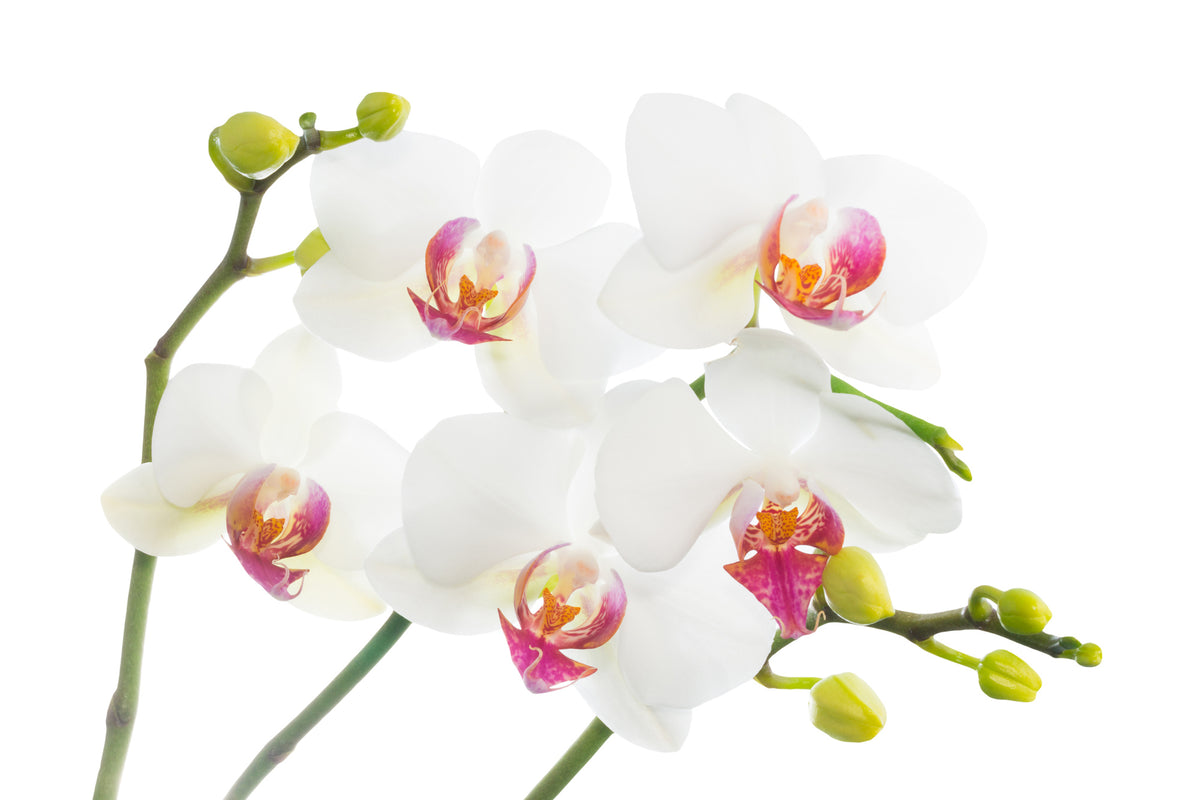 acrylic-print-orchids-love