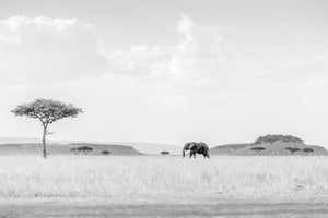acrylic-print-high-key-savannah