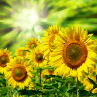 4-piece-aluminium-print-the-sun-and-the-flowers