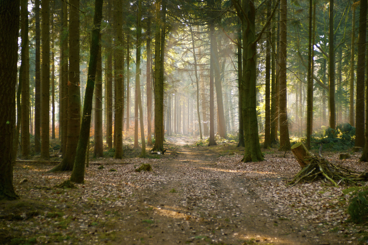 acrylic-print-forest-run