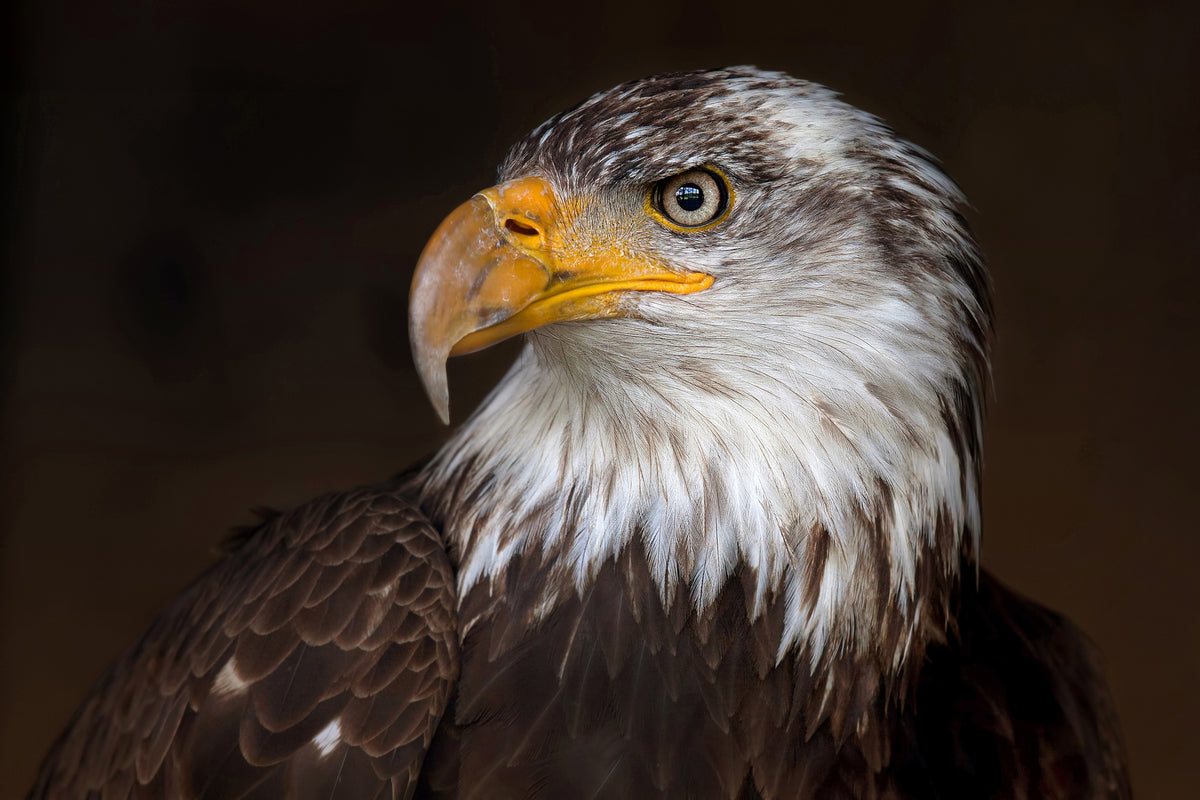 acrylic-print-caged-eagle