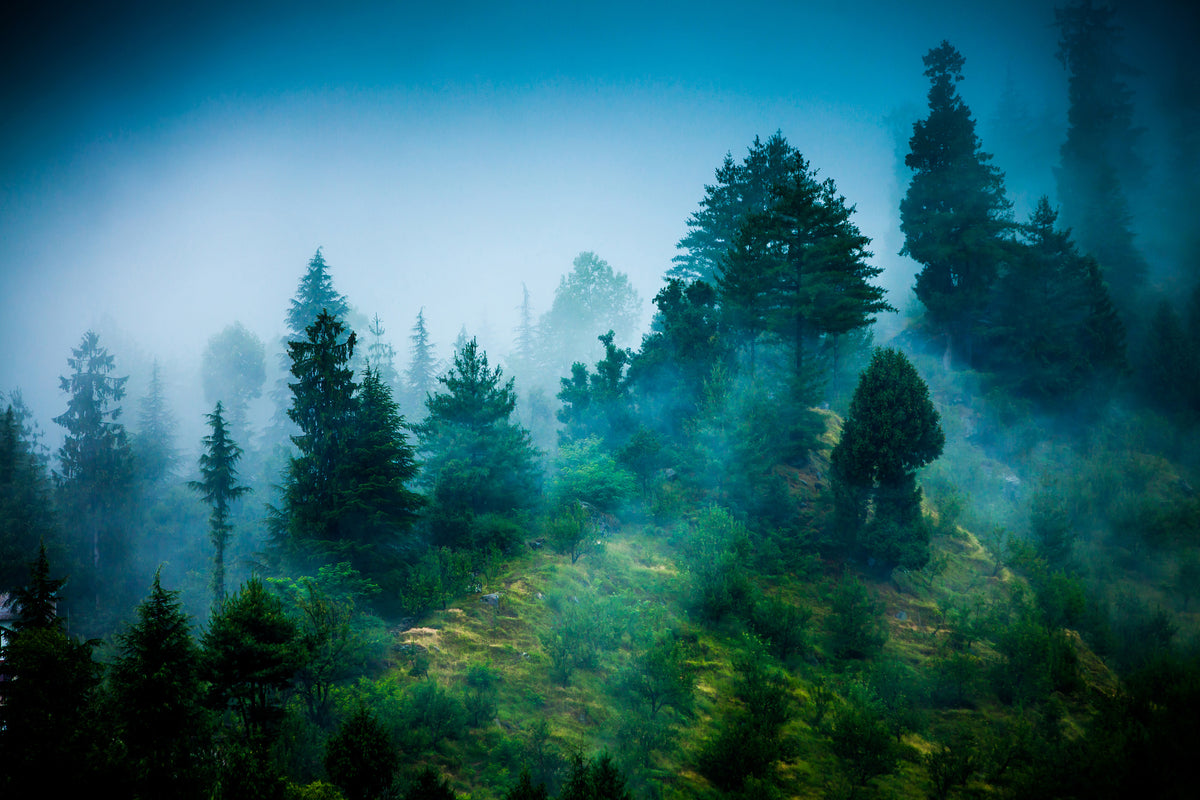 acrylic-print-mysterious-forest-ii
