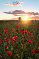 aluminium-print-poppy-fields-of-sweden