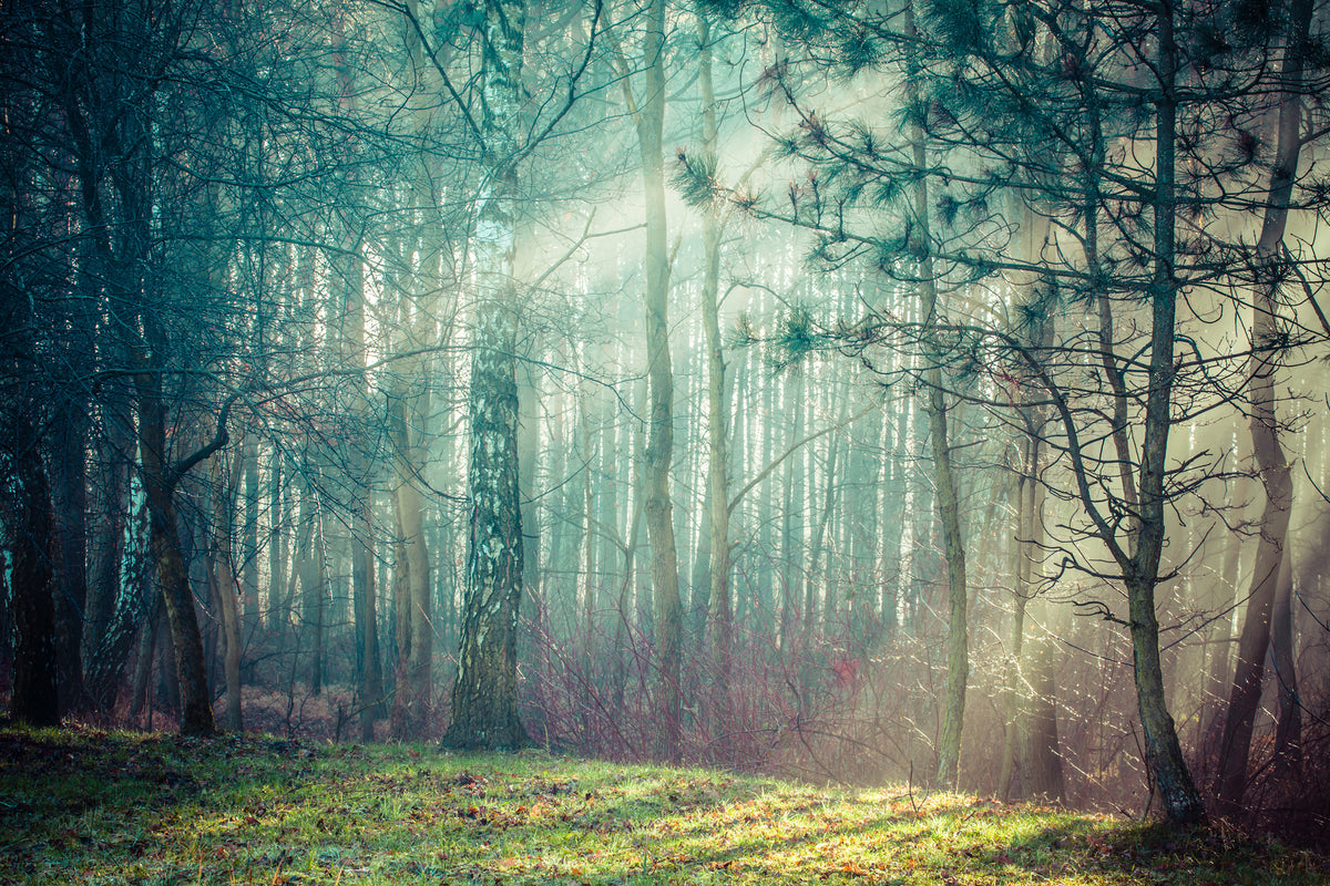 framedcanvas-print-pinewood