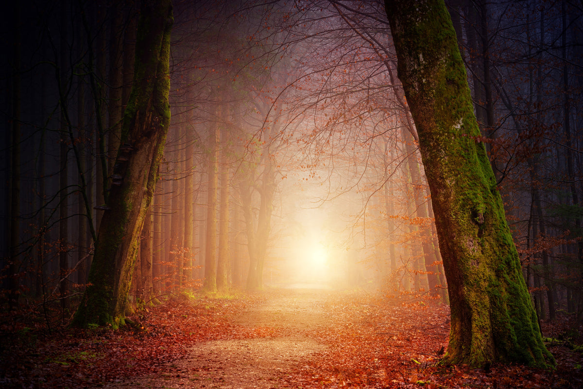 framedposter-print-autumn-in-the-woods