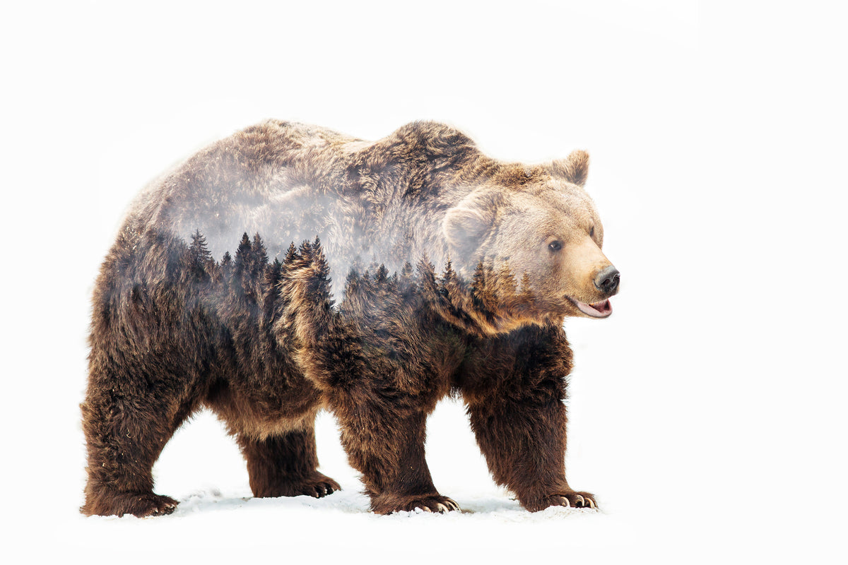 poster-print-bear-x