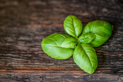 poster-print-basil-leaf-in-xxl