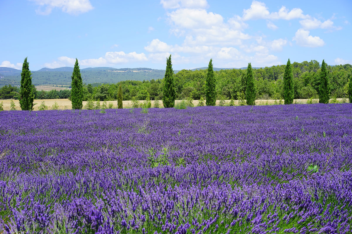 3-piece-aluminium-print-magnificent-lavender-field