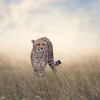 aluminium-print-the-cheetah