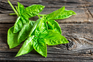 acrylic-print-basil-leaves-ii