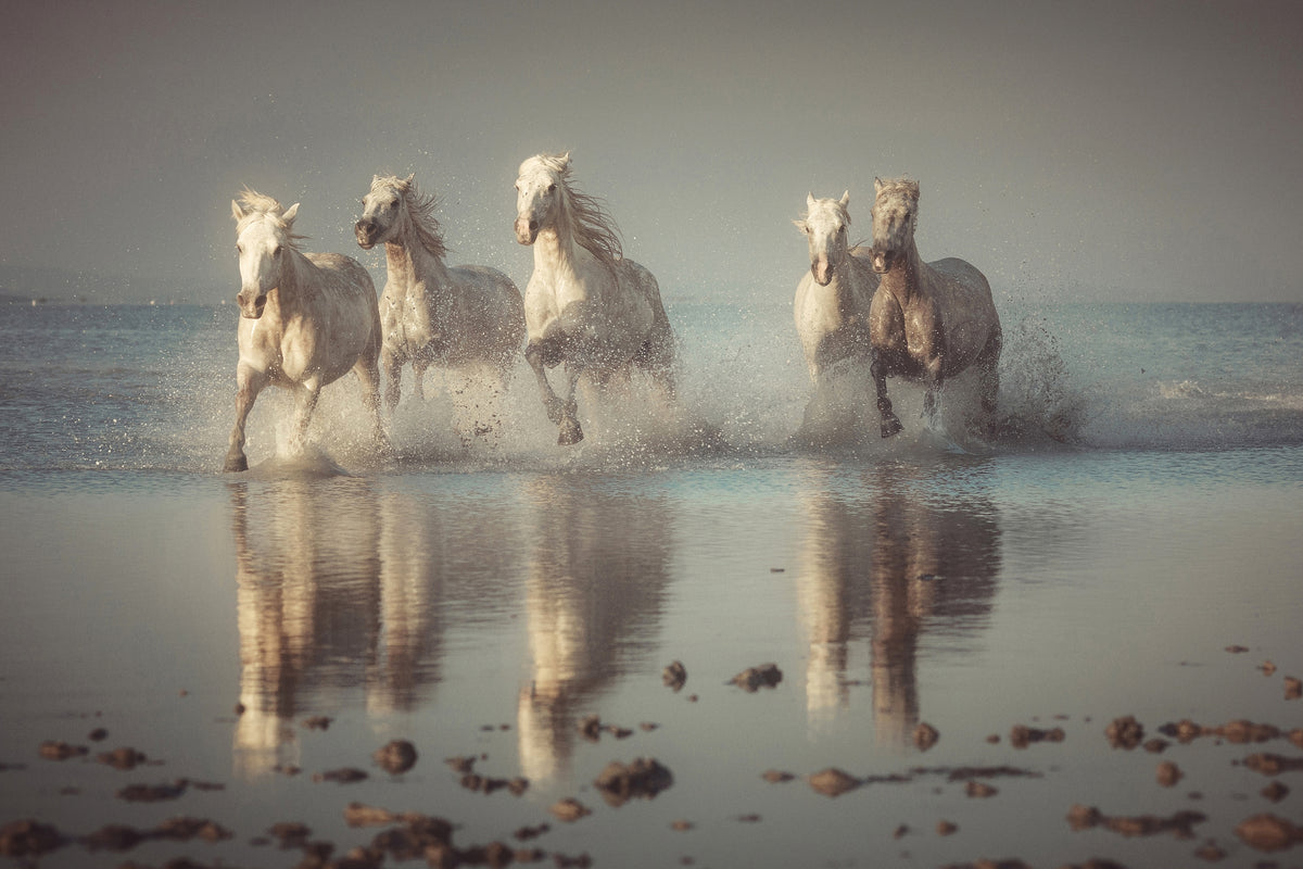 aluminium-print-camargue-horses-x