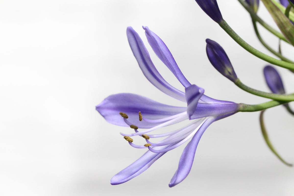 modern-3-piece-canvas-print-lily-flower-in-purple
