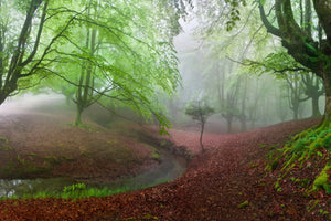 modern-3-piece-canvas-print-the-forest-maravillador-iii