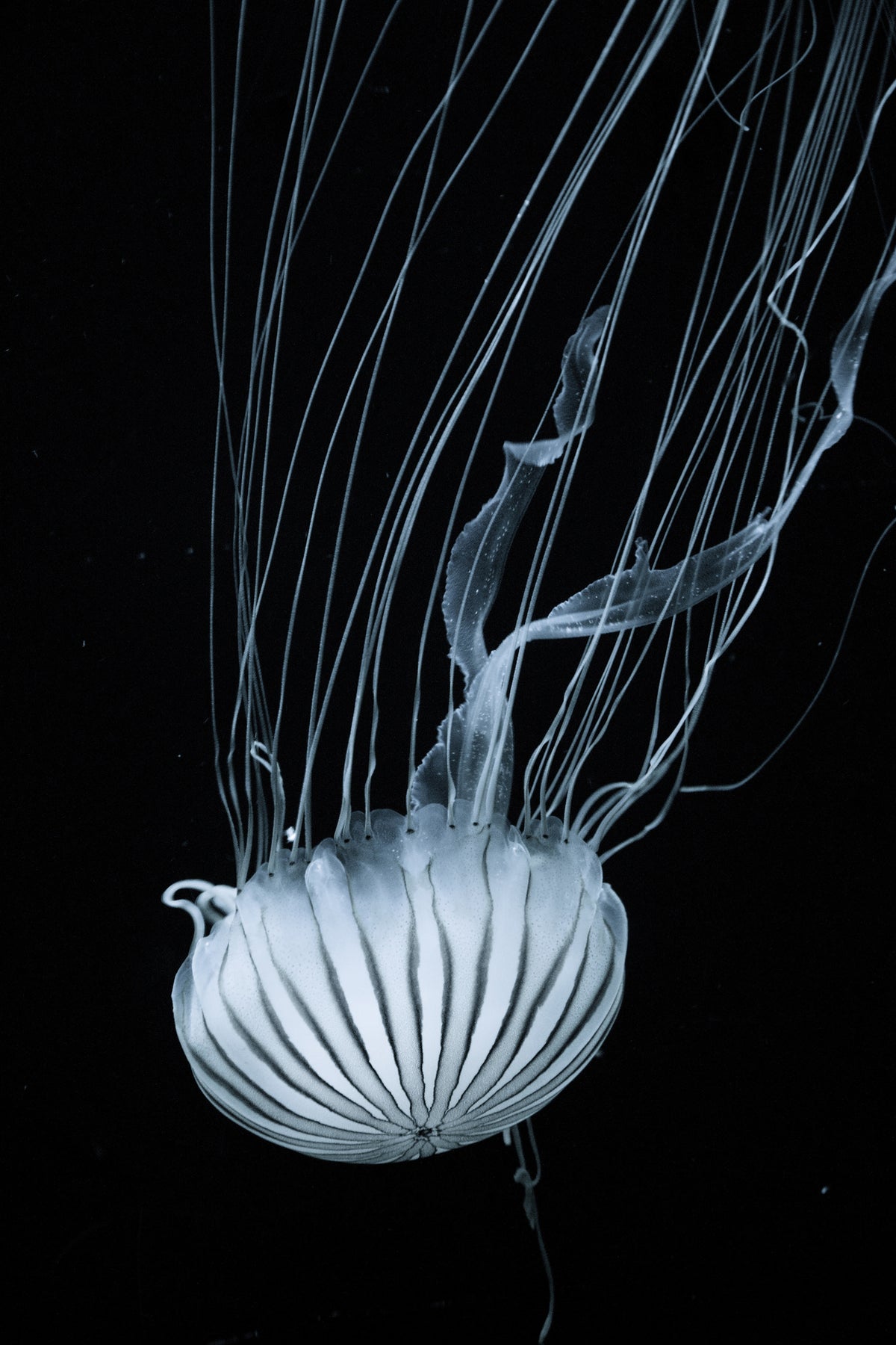 acrylic-print-beware-jellyfish