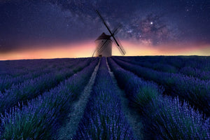 framedposter-print-lavender-night-x