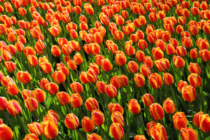 acrylic-print-tulip-field-in-orange