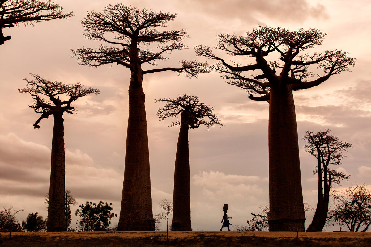 framedcanvas-print-madagascar-x