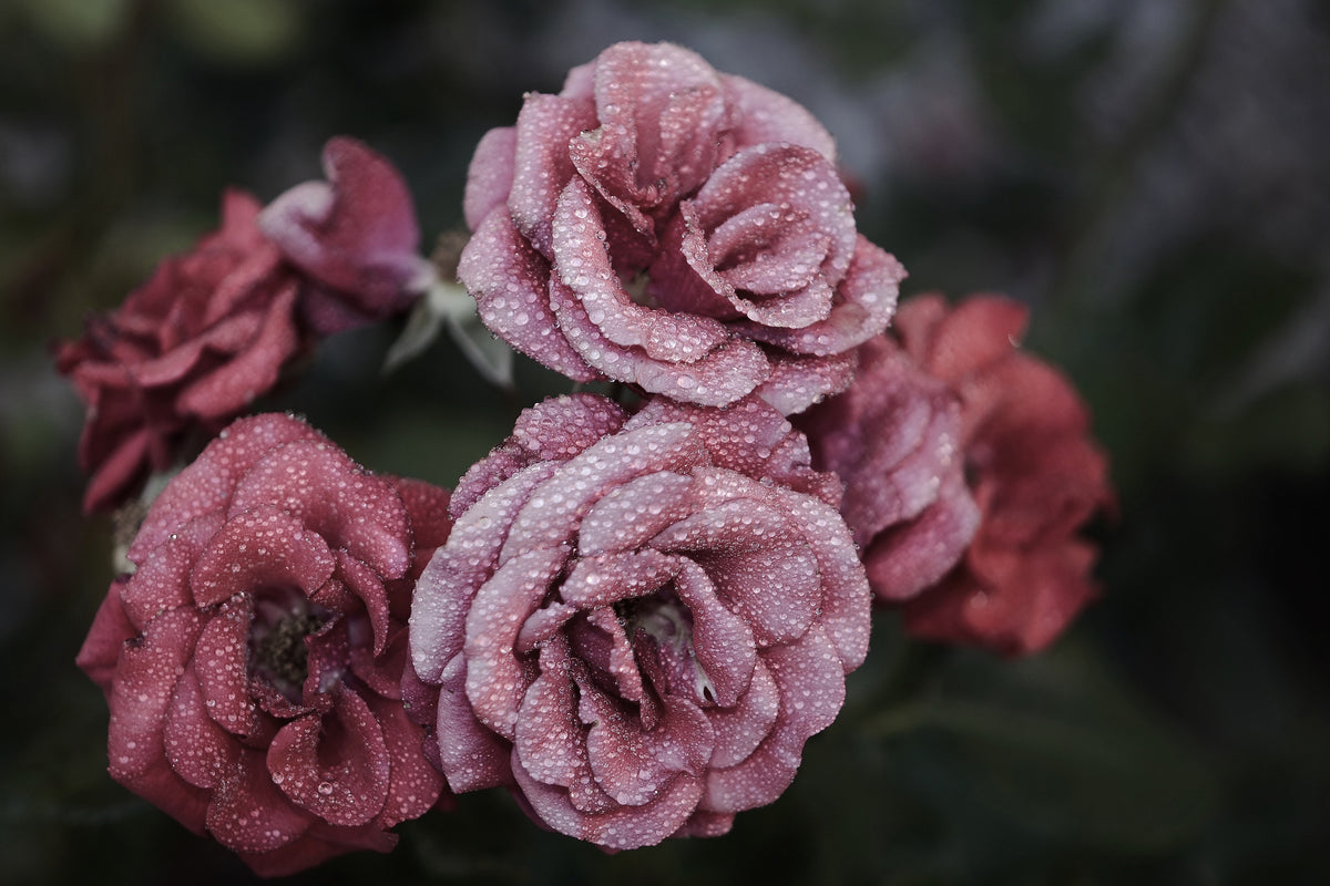 3-piece-canvas-print-romantic-roses
