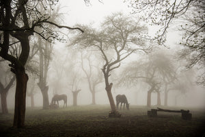framedposter-print-horses-in-a-foggy-orchard-x