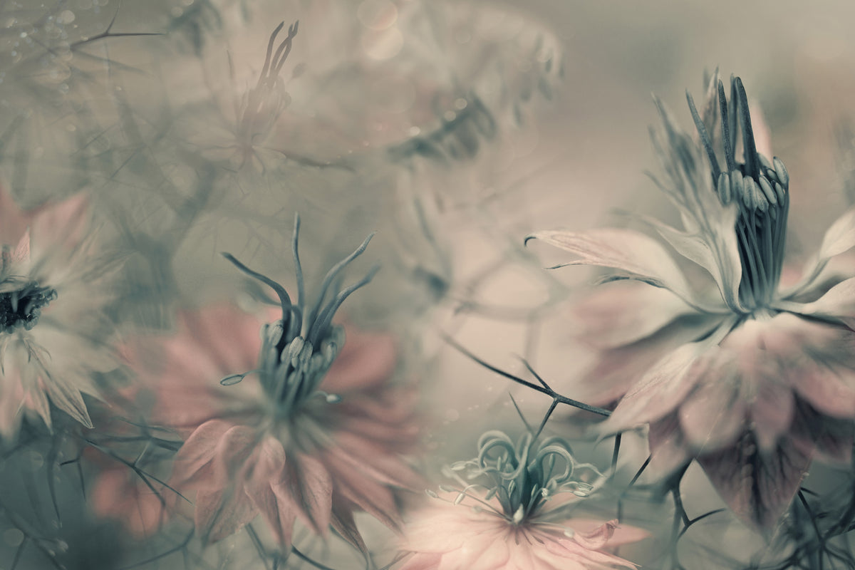 canvas-print-the-virgins-ll