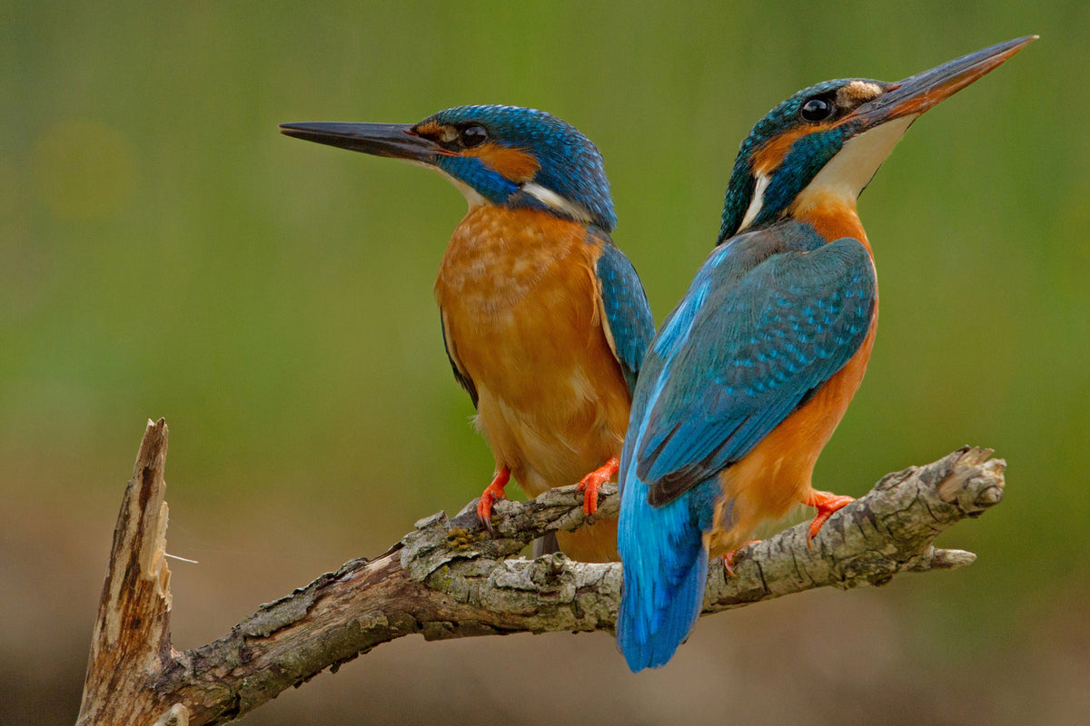 3-piece-aluminium-print-kingfisher