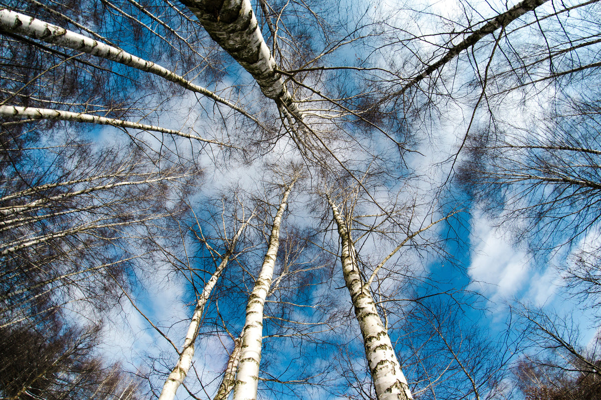 3-piece-aluminium-print-birch-crowns