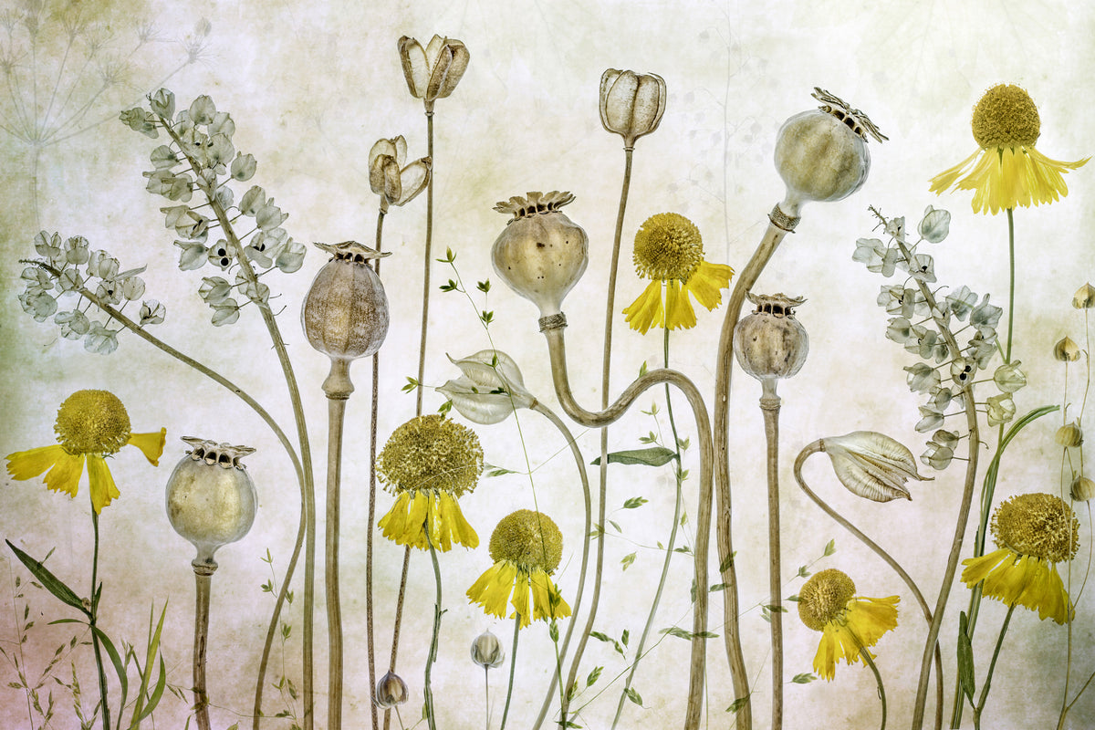canvas-print-poppies-and-helenium-x