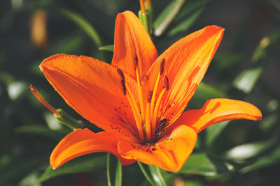 poster-print-lilies-blossom-in-orange-xl