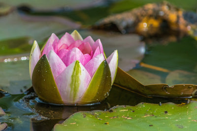poster-print-xl-water-lily-in-pink