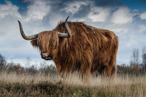 3-piece-canvas-print-attention-bull