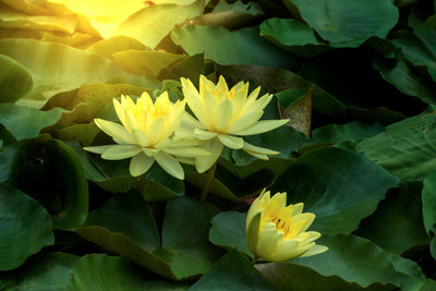 poster-print-wild-lotus