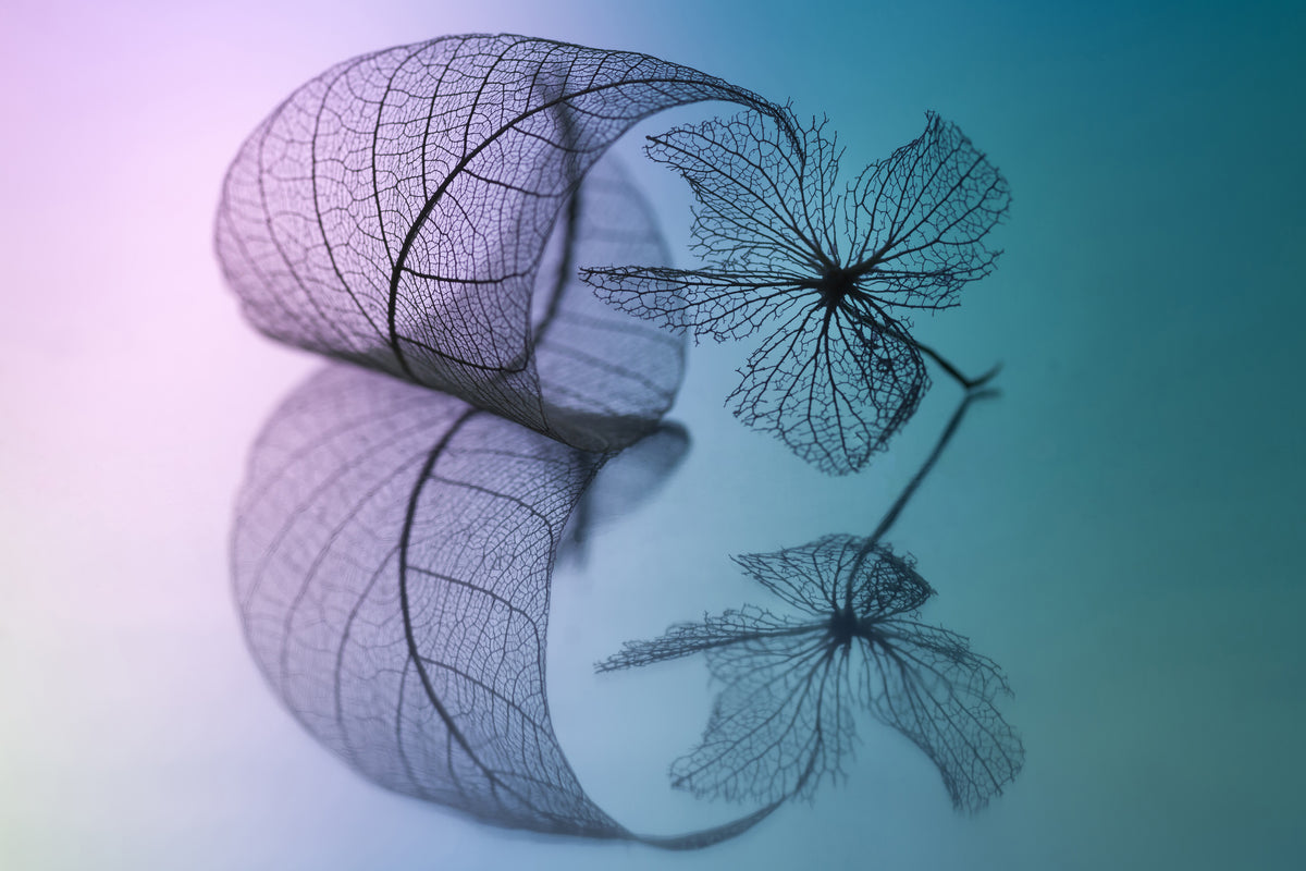 acrylic-print-story-of-leaf-and-flower