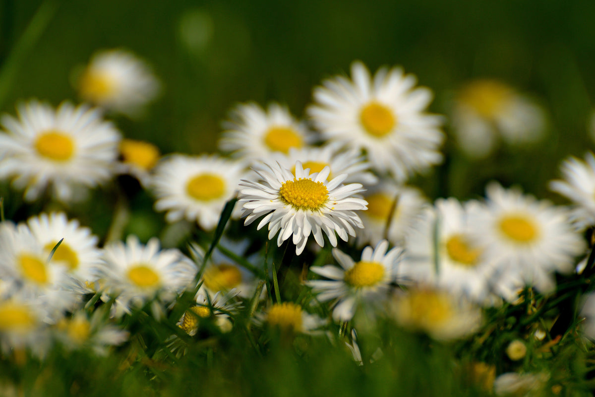 3-piece-aluminium-print-daisies-xl-ii