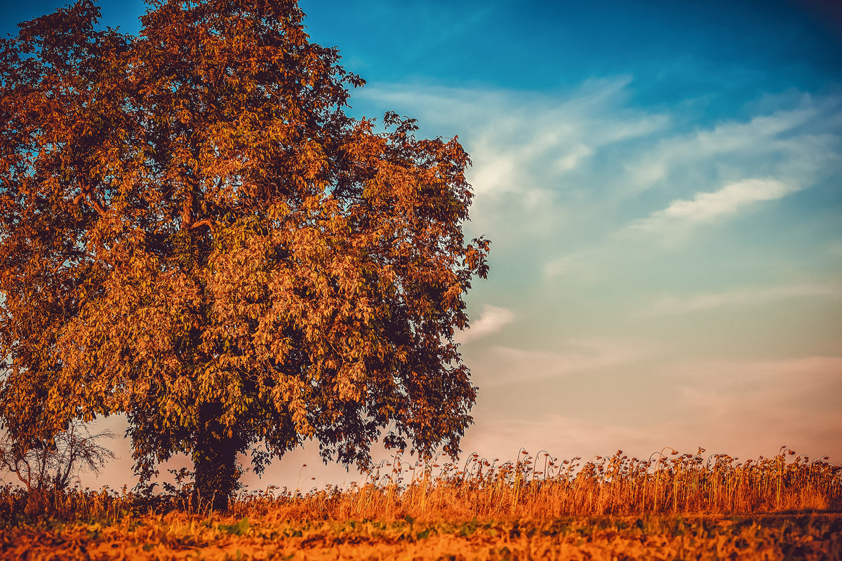 framedposter-print-the-nut-tree