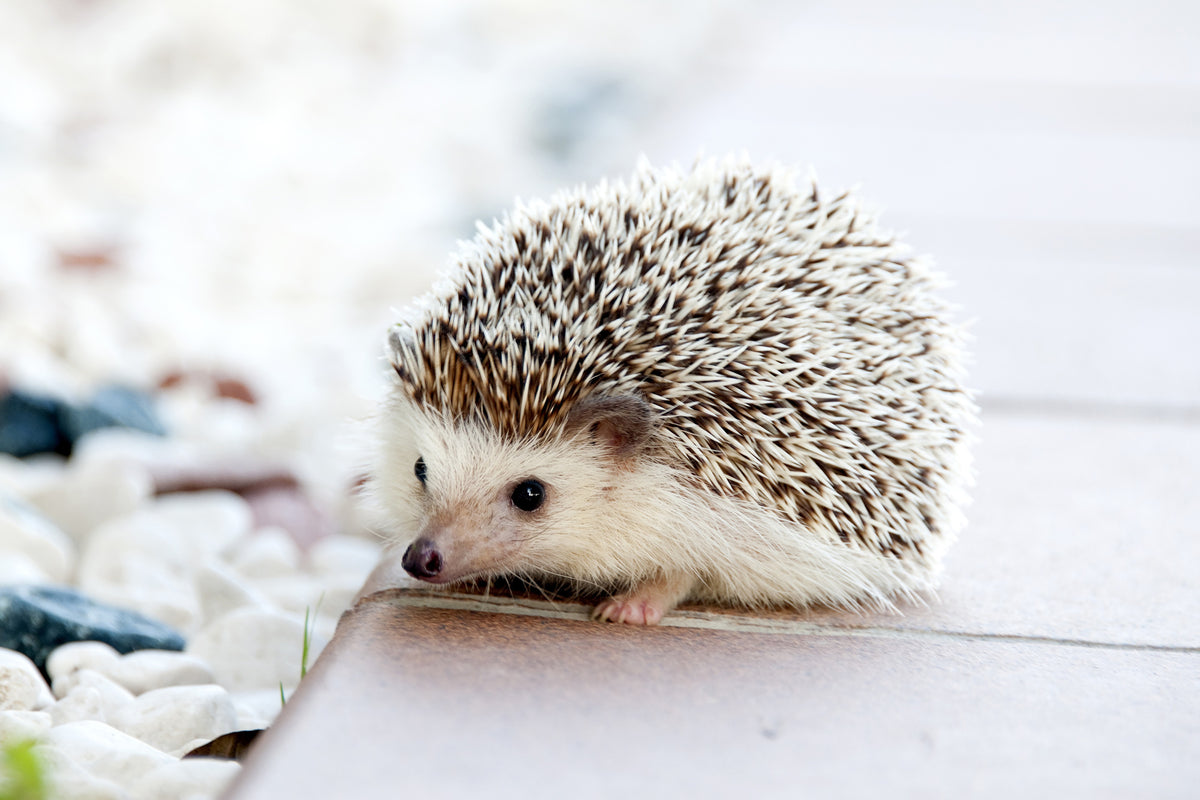 framedposter-print-the-hedgehog-baby