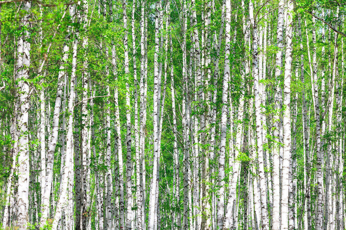 modern-3-piece-canvas-print-the-birch-forest