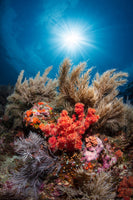 aluminium-print-underwater-life