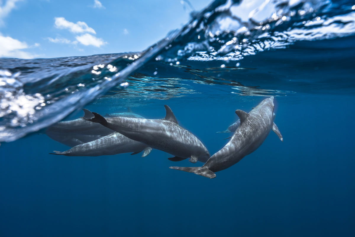 acrylic-print-dolphins