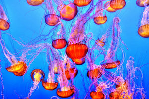 framedcanvas-print-colorful-jellyfish