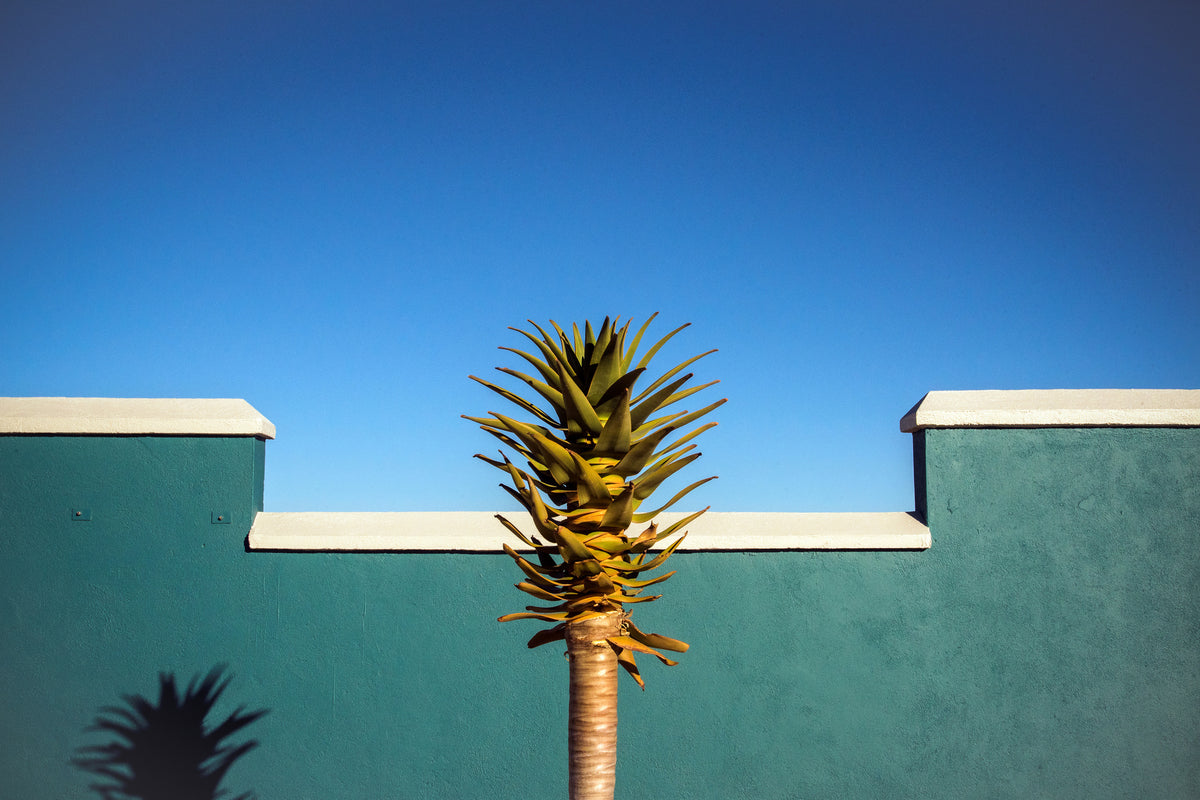 aluminium-print-the-desert-blooms-x