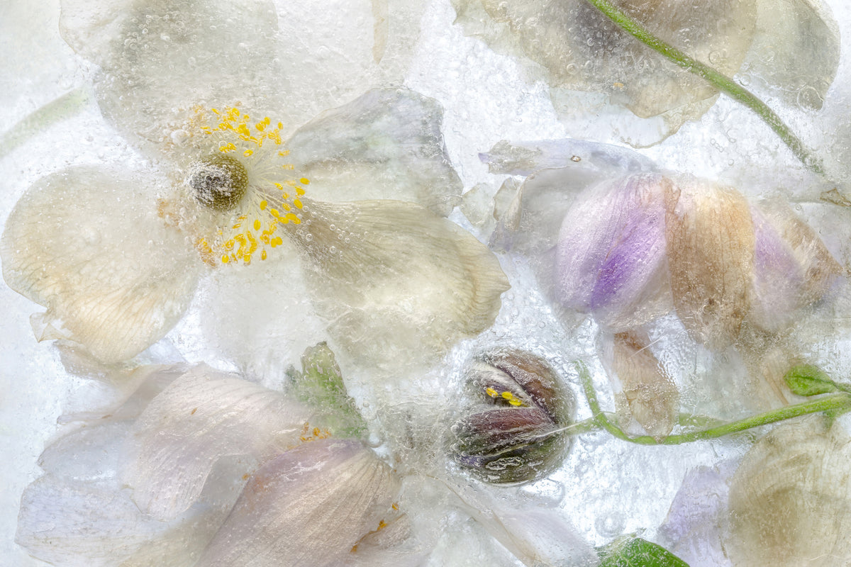 canvas-print-anemone-frost-x