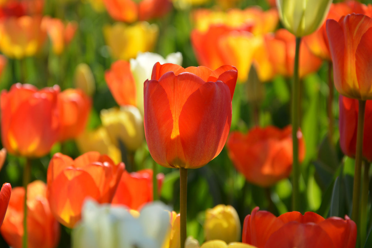 3-piece-aluminium-print-close-up-tulip-field