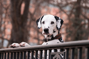 3-piece-aluminium-print-watchful-dalmatian