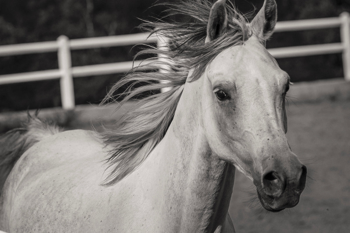 framedcanvas-print-there-is-a-horse