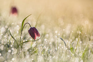 modern-3-piece-acrylic-print-morningdew