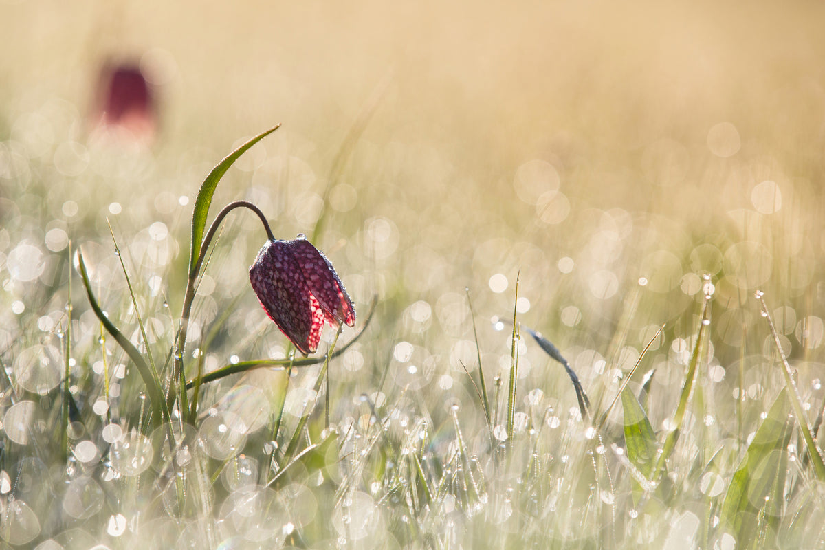 modern-3-piece-acrylic-print-morningdew